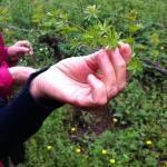 Gemme di gusto MOLINO DEI LESSI 2014 (3)