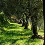 OLIO CRU UFFICIALE