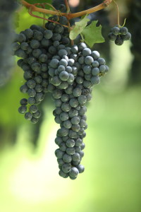 Teroldego