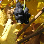 Toerggelen2_Archivio Cantina Mori Colli Zugna
