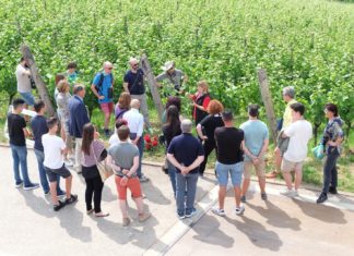 NEL WEEKEND 17 CANTINE APERTE IN TRENTINO ALTO-ADIGE