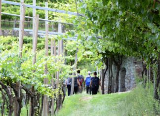 WEEKEND IN CANTINA | 8-9 GIUGNO 2019