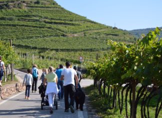 31° MARCIA DELL’UVA: IL 22 SETTEMBRE A VERLA DI GIOVO