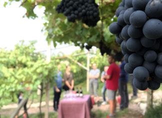 WEEKEND IN CANTINA | 7-8 SETTEMBRE 2019