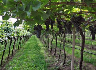 28 AGRICOLTORI IN LIZZA PER IL MIGLIOR VIGNETO