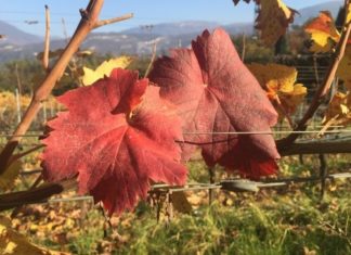 WEEKEND IN CANTINA | 10 – 11 OTTOBRE 2020